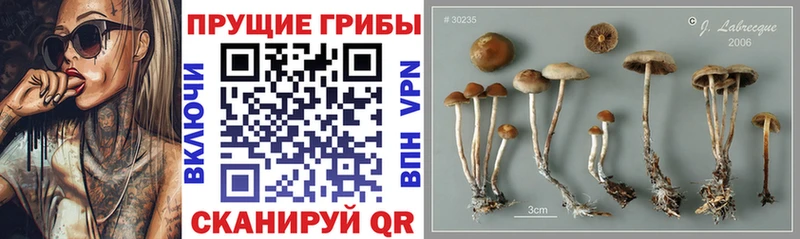 Псилоцибиновые грибы Psilocybine cubensis  Купить закладки  Балабаново 